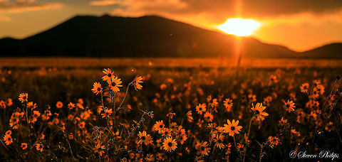 Common Sunflowers at Sunset A sunset at about 3000m in the mountains between Flagstaff and the Grand Canyon, Arizona, USA Common sunflower,Helianthus annuus