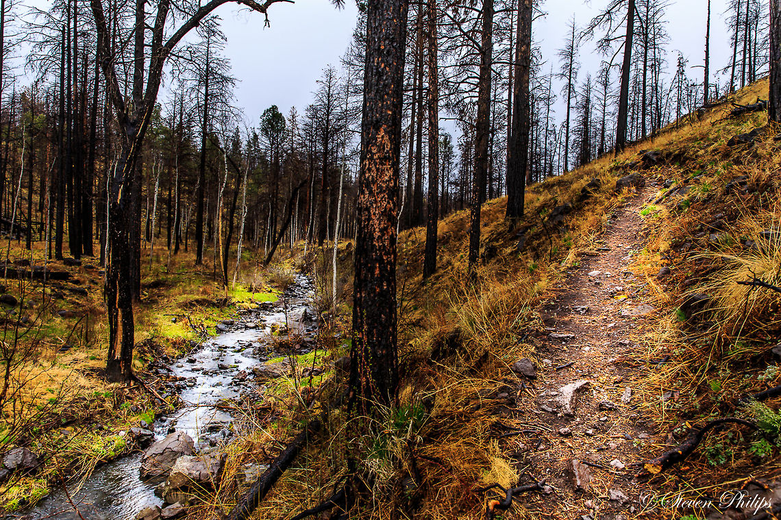 Forest Fire Devastation This forest was completely destroyed by natural forest fire the year prior to this photo being taken. We were able to find incredible recovery being made in less than 12 months. This is located in Greer Arizona USA. arizona,forest fire,paths