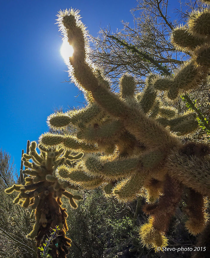 Common name "Teddy Bear Cholla" Fitting common name although these guys are far from soft. I have personally battled with these guys. The needles are so tough that they will puncture a mountain bike tire with ease. Taken with an iPhone 6. Cylindropuntia bigelovii,Cylindropuntia bigeloviiTeddy-bear Cholla
