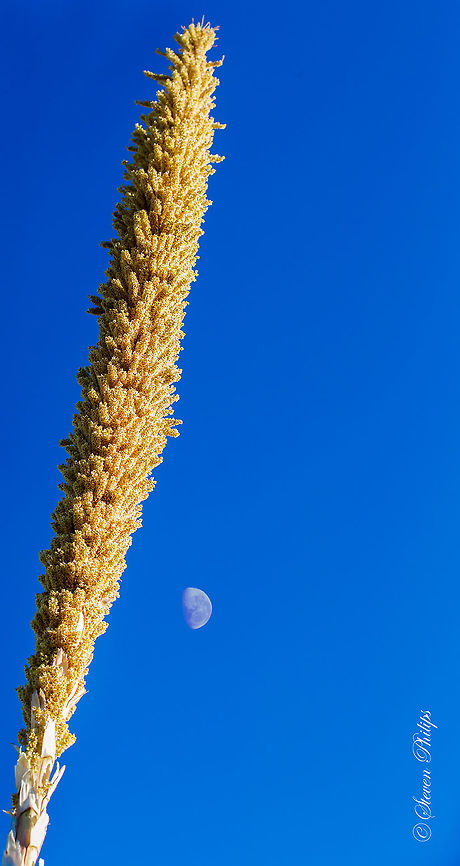 A Bee's Paradise The bloom stalk of the plant can reach as high as 6m and when fully bloomed is a magnet for honey bees. It is a species of flowering plant in the asparagus family! Try putting that on your plate... Dasylirion leiophyllum,moon,negative space