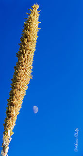 A Bee's Paradise The bloom stalk of the plant can reach as high as 6m and when fully bloomed is a magnet for honey bees. It is a species of flowering plant in the asparagus family! Try putting that on your plate... Dasylirion leiophyllum,moon,negative space