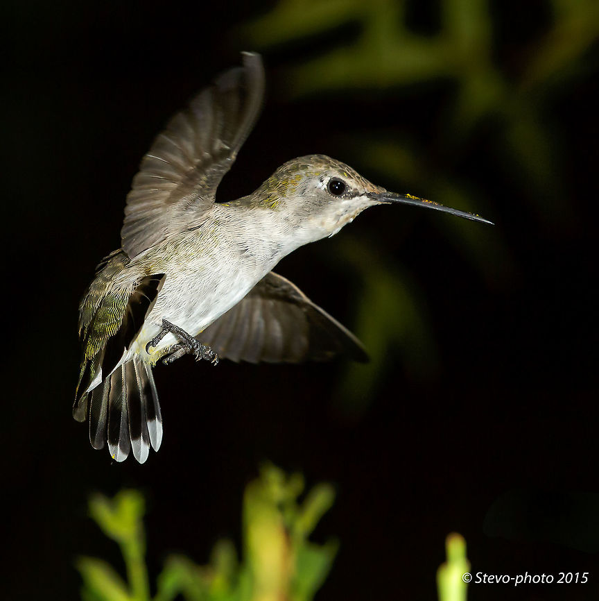 Broad-tailed Hummingbird In flight image of a broad-tail in full tail fan mode. Broad-tailed hummingbird,Selasphorus platycercus