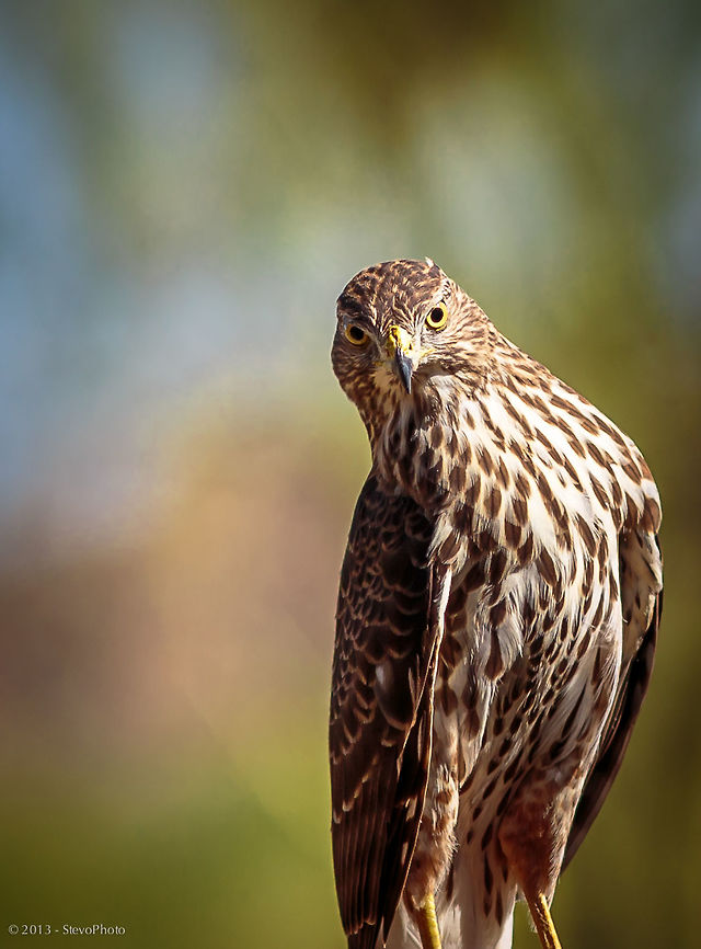Cooper's Hawk Eyes potential Prey This &quot;In the Wild&quot; Cooper&#039;s Hawk was spotting quail in a field beneath the tree that it was perched on. Studies show that they are only about 10% successful with each attempt while hunting. Accipiter cooperii,Coopers Hawk