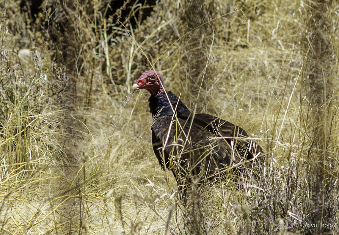 In search of food A wild turkey vulture in the grasses outside of Tucson. If is was not for these birds the desert would be riddled with fly infested decay and rot from carcasses strewn all across the desert terrain. Cathartes aura,Turkey Vulture