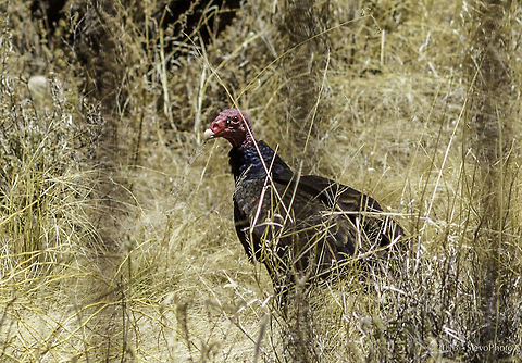 In search of food A wild turkey vulture in the grasses outside of Tucson. If is was not for these birds the desert would be riddled with fly infested decay and rot from carcasses strewn all across the desert terrain. Cathartes aura,Turkey Vulture