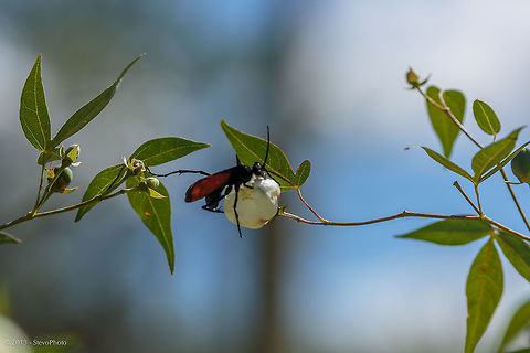 A Tarantula Killer by Host This "spider wasp" is commonly referred to as the Tarantula Hawk. It seeks out by smell the largest spider of the Arizona desert the tarantulas. An incredible feat of attaching its larvae to the host which eventually devours it over the course of about 35 days until maturity. The host dies in the 5th instar. Hemipepsis ustulata,spider wasp,tarantula hawk