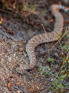 Coming out This rattlesnake was coming out from the bush close to where I was taking pictures of other wildlife. I did not see it until the last minute of turning up the path. I quickly hit my back focus button and snapped the shot. I was wide open at f2.8 so DOF was very shallow but still captured a nice headshot which made for a nice comp. Crotalus atrox