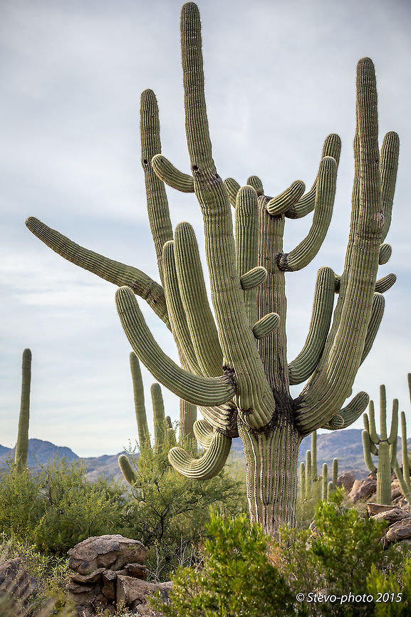 Fully Armed This saguaro is probably a couple hundred years old. They do not grow arms until they are older than 50 years and multiple arms like this can take centuries. Carnegiea gigantea,Saguaro