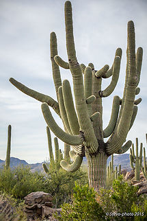 Fully Armed This saguaro is probably a couple hundred years old. They do not grow arms until they are older than 50 years and multiple arms like this can take centuries. Carnegiea gigantea,Saguaro