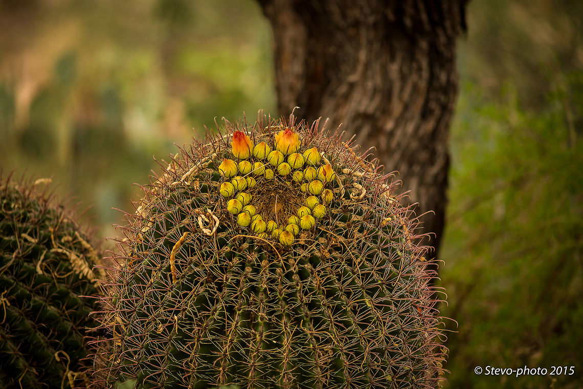 Heart felt Cactus This "fishhook barrel cactus" produced a cluster of buds that is in the shape of a heart. They are not normally in this distinct pattern although they do frequently populate in rows at the top of the cactus in a ring pattern. The needles are referred to as "fishhook" as you will see when you view at full size. When they embed themselves into a part of your body they are incredibly difficult to remove due to the barbed ends... fishhook! Ferocactus wislizeni,fishhook cactus
