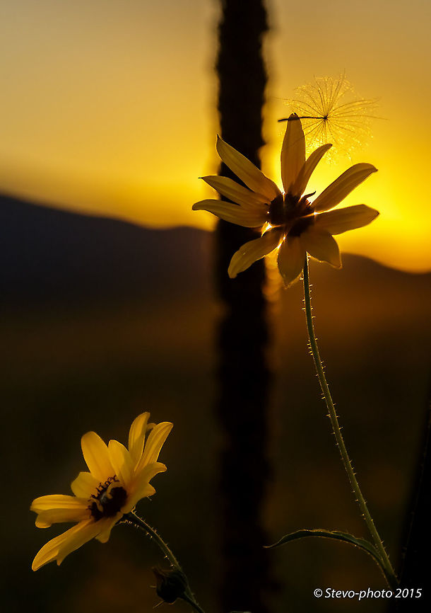 Drifter This dandelion seed landed atop this High Desert Sun Flower on its journey to find a new life. Common dandelion,Taraxacum officinale