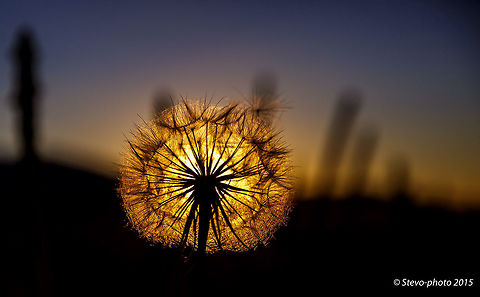Un-"Commonly" Presented Dandelion Dandelions don't normally catch my eye but while photographing wild flowers at sunset I looked around a bit closer to where I was laying in the field and could not help but snap the sun setting through this "seed head". Common dandelion,Sunset,Taraxacum officinale