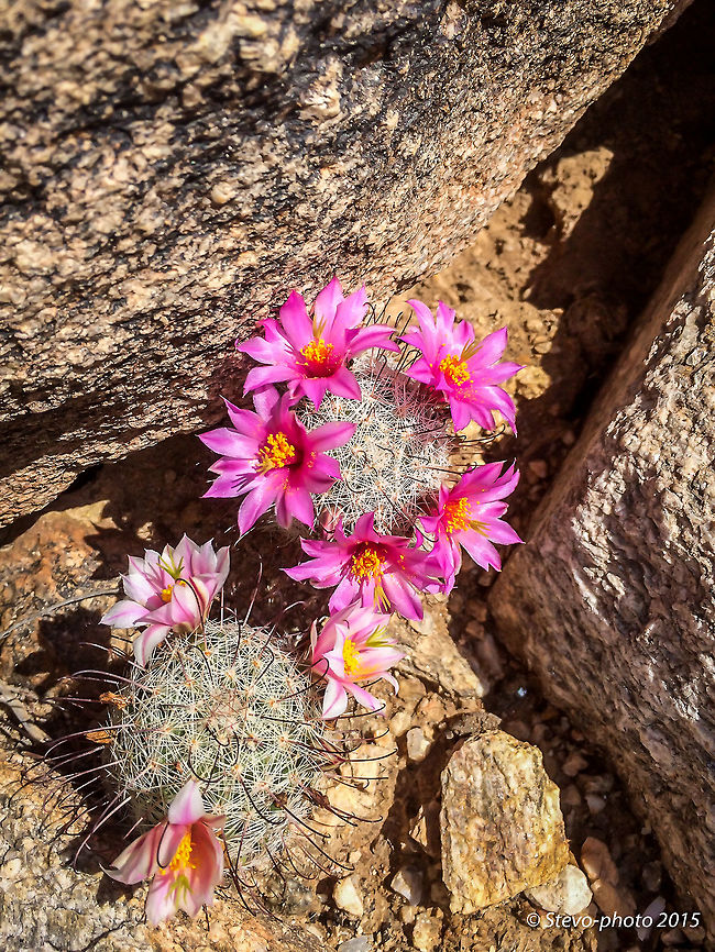 Fishhook Cactus If you view at full size you will see the hair like hooks on this cactus. You can reach in but you can't pull back without one of these needles grabbing hold. Taken on a naked iPhone 6. Mammillaria bombycina