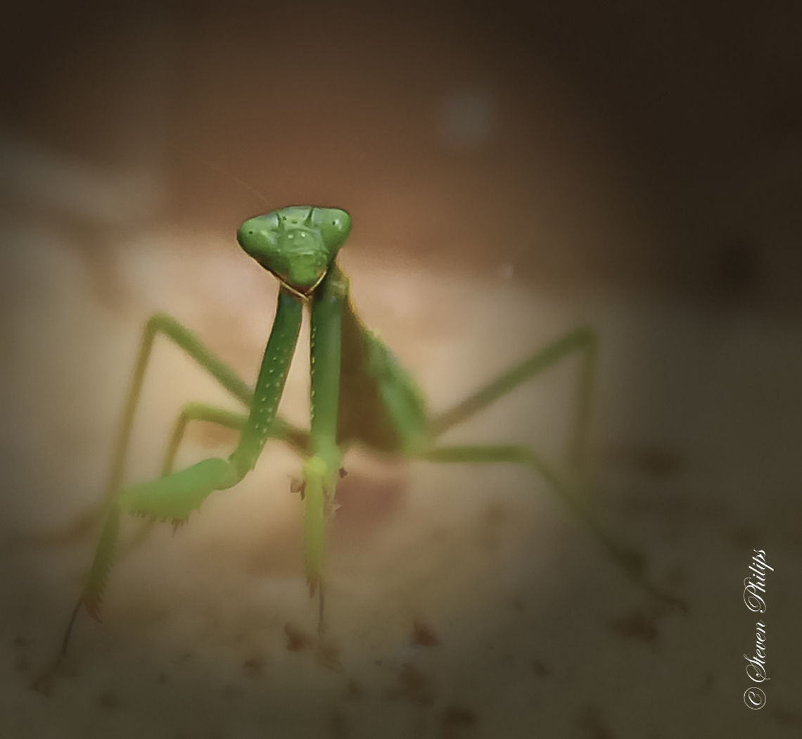 Arizona Mantis This mantis can reach lengths of up to 7+ cm. As is with most mantis they truly are a magnificent hunter and predator. Arizona,Stagmomantis limbata,mantis,praying mantis