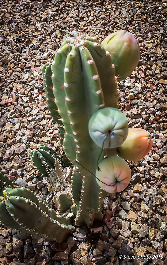 Cactus Fruit This cactus fruit is mild in flavor but closely tastes like a mix between a kiwi and watermelon. I use these to make a custard from scratch. They usually will produce fruit 1 - 2x annually depending on the rains and temperatures throughout the year. The fruit is about the size of a tennis ball when fully developed. These are about 50% ripe but will not get much bigger than they are currently. Cereus repandus,Peruvian Apple Cactus