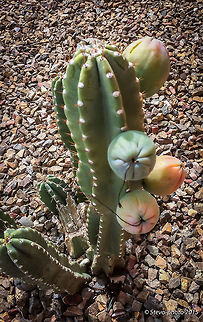 Cactus Fruit This cactus fruit is mild in flavor but closely tastes like a mix between a kiwi and watermelon. I use these to make a custard from scratch. They usually will produce fruit 1 - 2x annually depending on the rains and temperatures throughout the year. The fruit is about the size of a tennis ball when fully developed. These are about 50% ripe but will not get much bigger than they are currently. Cereus repandus,Peruvian Apple Cactus
