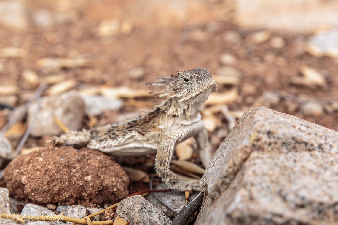 Regal Horned Lizard A real tough guy when it comes to either finding a mate or eating stinging ants. These are so well camouflaged in Arizona you can almost be on top of one and never see it. In the desert it blends in a lot like a flounder disappearing into the ocean floor. Phrynosoma solare,Regal horned lizard