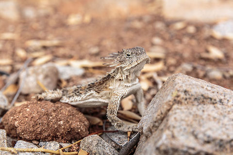 Regal Horned Lizard A real tough guy when it comes to either finding a mate or eating stinging ants. These are so well camouflaged in Arizona you can almost be on top of one and never see it. In the desert it blends in a lot like a flounder disappearing into the ocean floor. Phrynosoma solare,Regal horned lizard