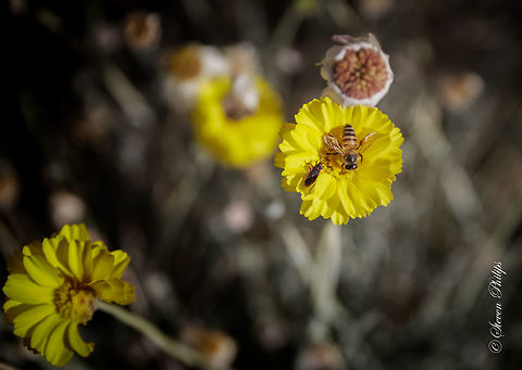 Boxelder and Bee A fun mix of Desert Marigold wildflowers and couple of friends just hanging out together. Baileya multiradiata,boxelder,desert marigold,honey bee
