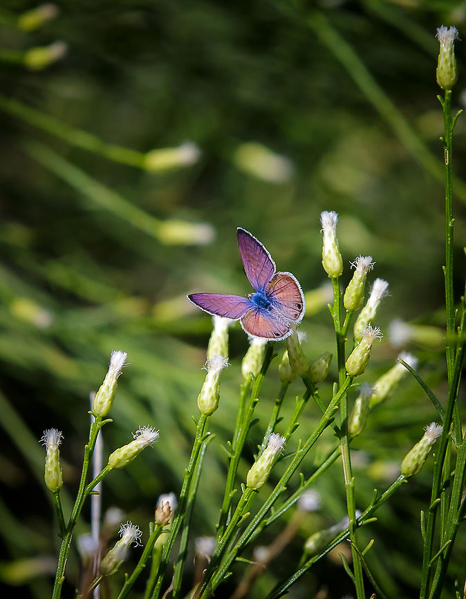 Caraunus Blue A simple yet full disclosing POV Hemiargus ceraunus