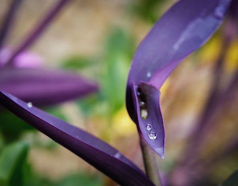 Hydration in the Desert A wondering Jew after a morning drizzle leaving drops of life in the Arizona desert. Tradescantia pallida,wandering-jew