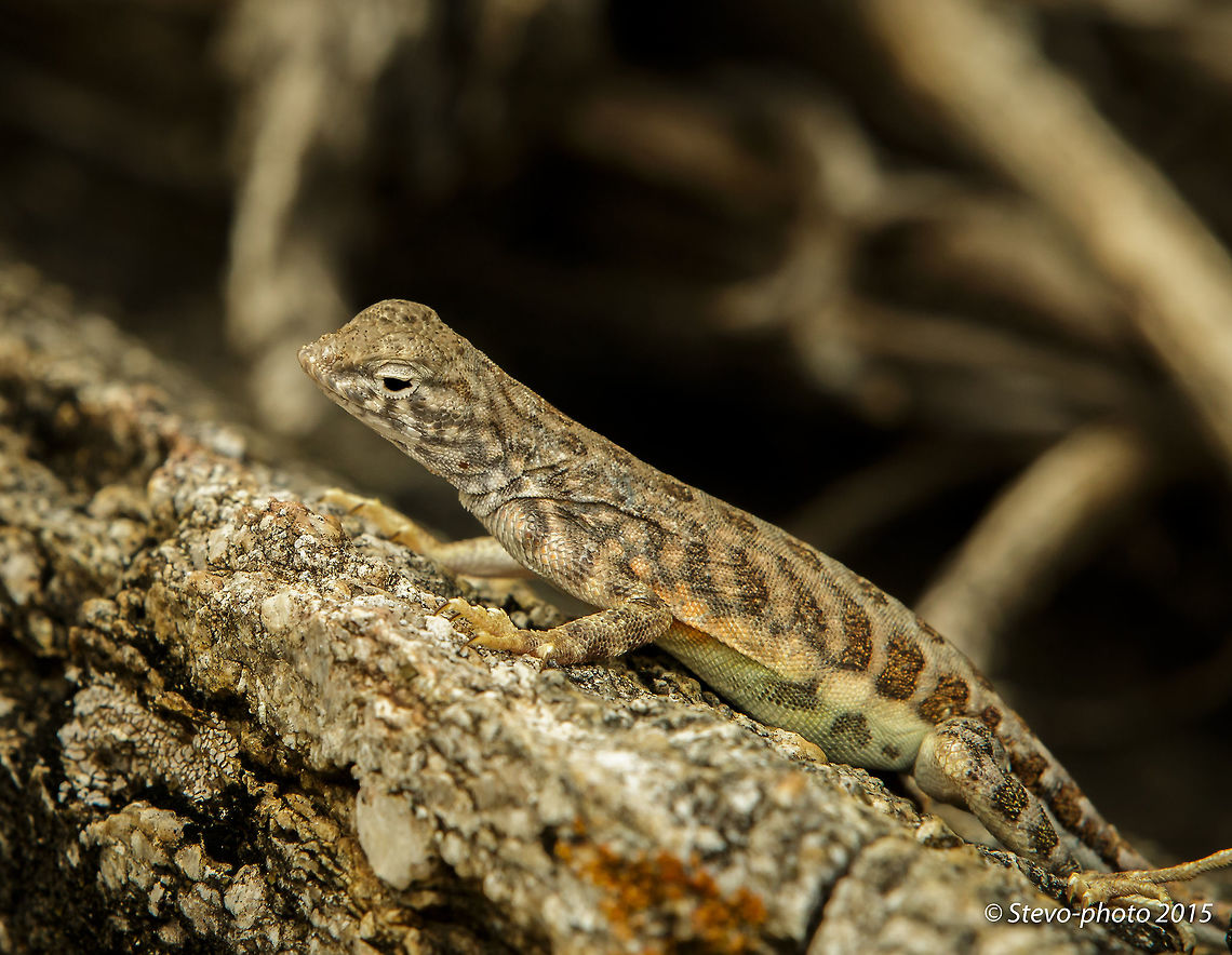 Female Earless Simply showing a male and female side by side in the gallery. Cophosaurus texanus,greater earless lizard
