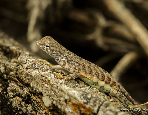 Female Earless Simply showing a male and female side by side in the gallery. Cophosaurus texanus,greater earless lizard