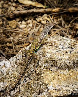 Male Earless Simply showing a male and female side by side in the gallery. Cophosaurus texanus,greater earless lizard