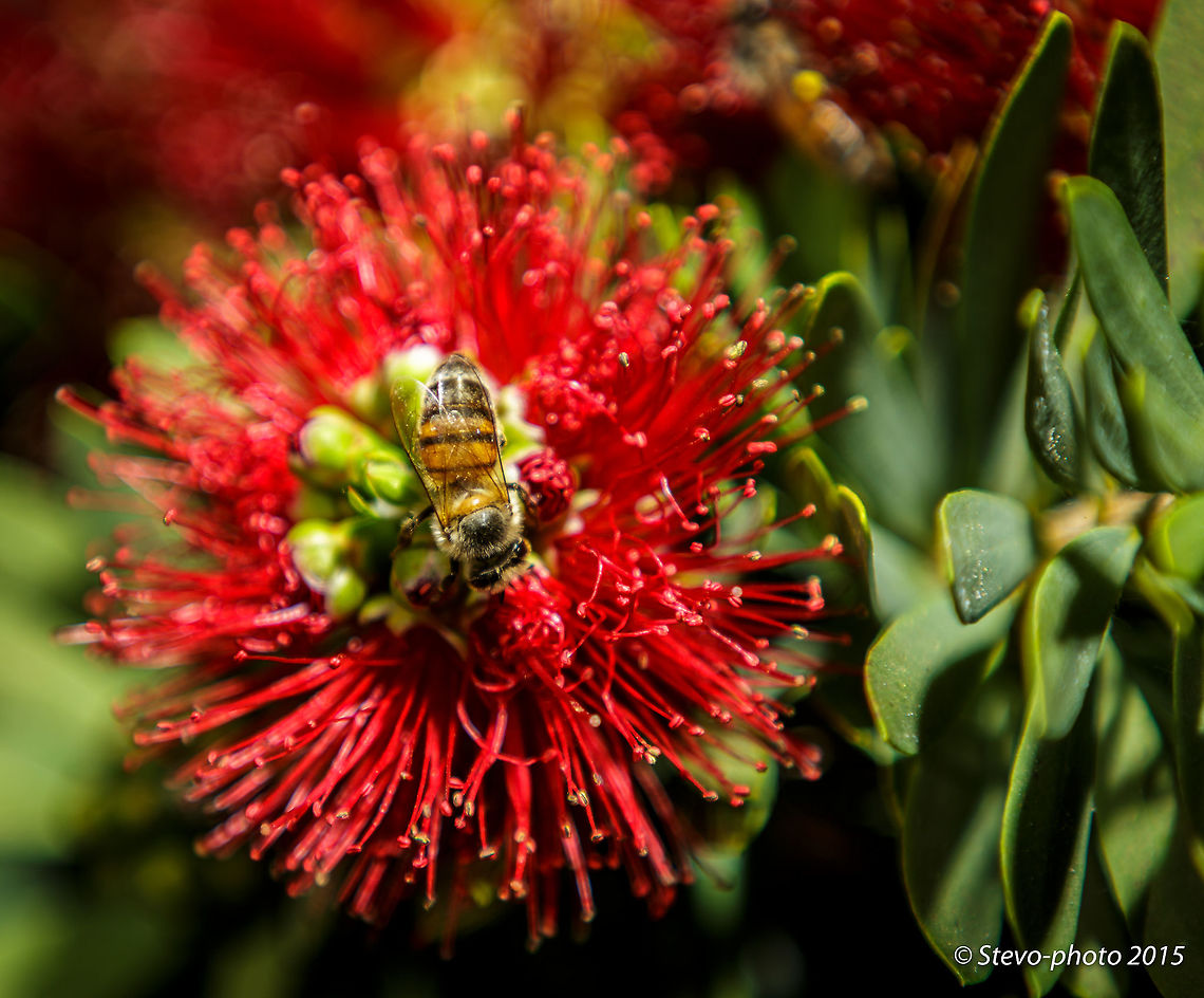 Little John Bottlebrush Head on with a bottlebrush. Bee was just added interest. Callistemon citrinus,Crimson Bottlebrush