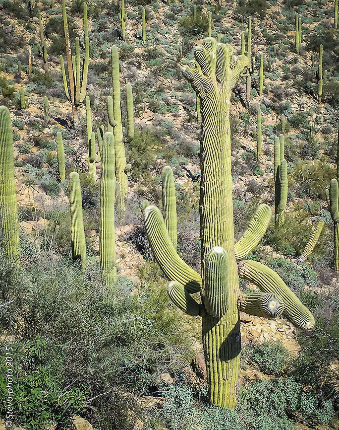 Crested Saguaro Even when saguaro cacti grow in their normal form, they rarely grow symmetrically. Saguaros sometimes grow in odd or misshapen forms. The growing tip occasionally produces a fan-like form which is referred to as crested or cristate. Though these crested saguaros are somewhat rare, over 25 have been found within the boundaries of the park. Biologists disagree as to why some saguaros grow in this unusual form. Some speculate that it is a genetic mutation. Others say it is the result of a lightning strike or freeze damage. At this point we simply do not know what causes this rare, crested form. Carnegiea gigantea,Saguaro Carnegiea gigantea