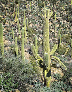 Crested Saguaro Even when saguaro cacti grow in their normal form, they rarely grow symmetrically. Saguaros sometimes grow in odd or misshapen forms. The growing tip occasionally produces a fan-like form which is referred to as crested or cristate. Though these crested saguaros are somewhat rare, over 25 have been found within the boundaries of the park. Biologists disagree as to why some saguaros grow in this unusual form. Some speculate that it is a genetic mutation. Others say it is the result of a lightning strike or freeze damage. At this point we simply do not know what causes this rare, crested form. Carnegiea gigantea,Saguaro Carnegiea gigantea
