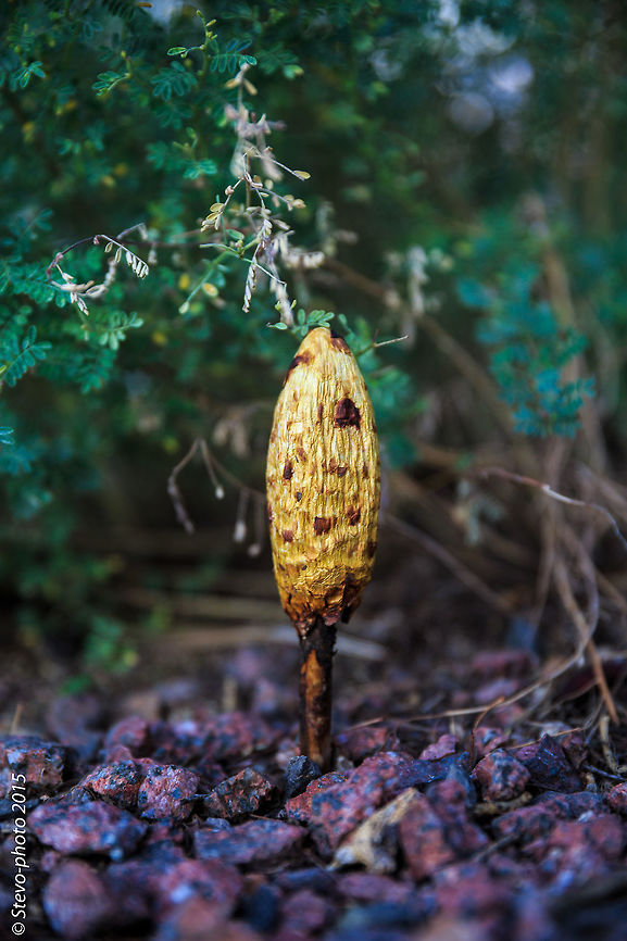 Desert Mushroom Very cool looking mushroom that grows in the Arizona Desert. Use - In Australia, it was used by many desert tribes to darken the white hair in old men&#039;s whiskers and for body painting. Podaxis pistillaris
