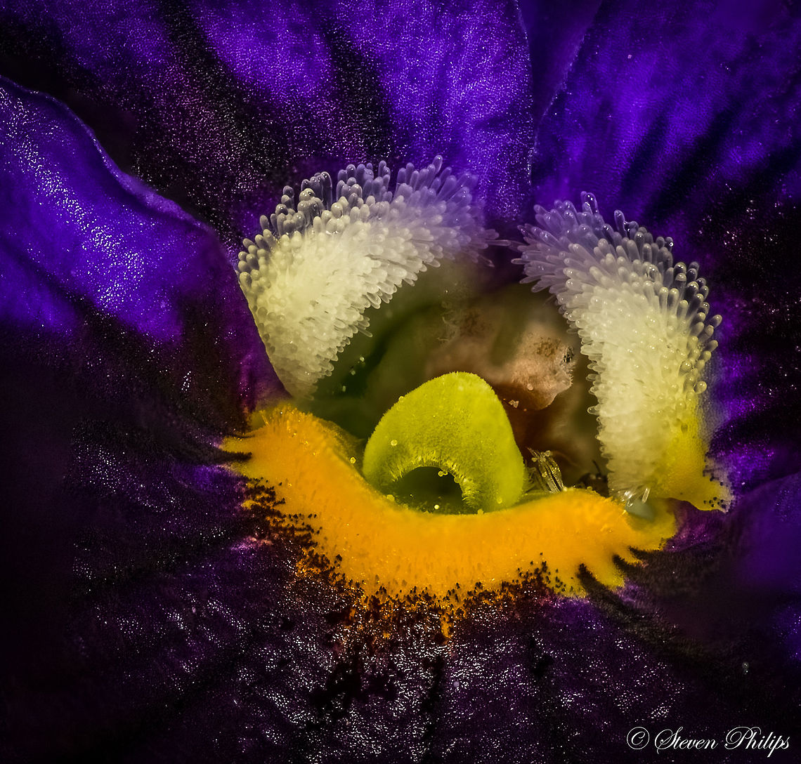 Common Purple Pansy This totally caught me off guard when I first looked at this pansy 1:1 on a full screen iMac. It looks like something you would find on a coral reef or on the ocean floor. Pansy,Viola tricolor subsp. hortensis