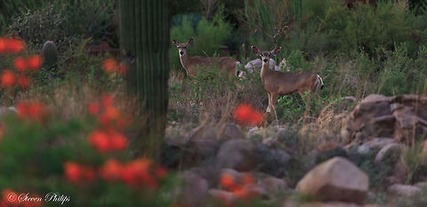 Mule Deer Desert Stroll A couple of Wild Mule Deer strolling through the deserts of Arizona in the spring. Mule Deer,Odocoileus hemionus