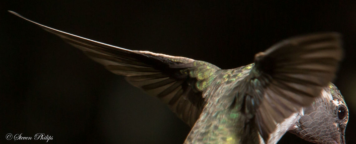 A different perspective This capture presented a unique perspective that shows a beautiful display of its wings coming together behind the birds body. Annas hummingbird,Calypte anna,Calypte costae,Costas hummingbird