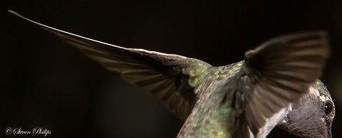 A different perspective This capture presented a unique perspective that shows a beautiful display of its wings coming together behind the birds body. Annas hummingbird,Calypte anna,Calypte costae,Costas hummingbird