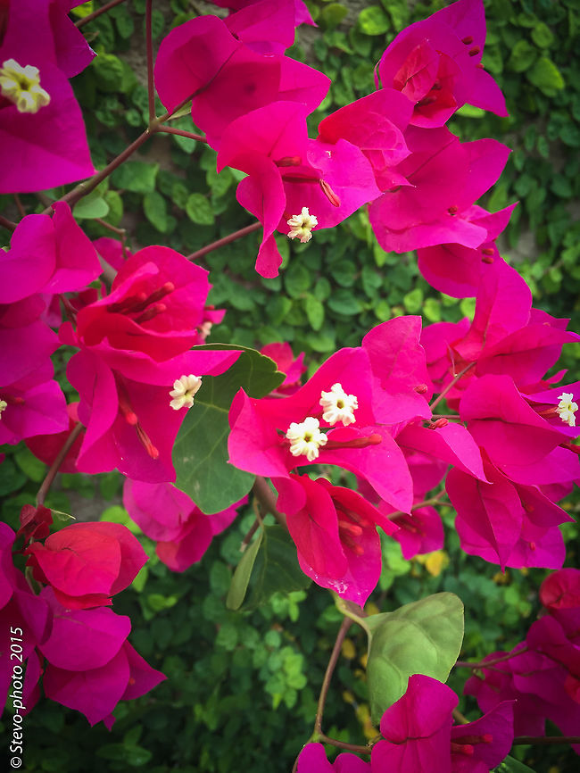 bougainvillea spectabilis The pink/magenta coloring on this plant is actually a secondary leafy area of the plant. The actual flower of the plant is small and generally white, but each cluster of three flowers is surrounded by three or six bracts with the bright colours associated with the plant, including pink, magenta, purple, red, orange, white, or yellow. Bougainvillea glabra is sometimes referred to as &quot;paper flower&quot; because the bracts are thin and papery. The fruit is a narrow five-lobed achene. Taken on a naked iPhone. Bougainvillea spectabilis