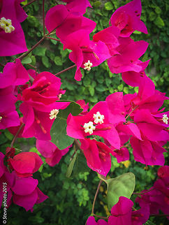 Beautiful Bougainvillea