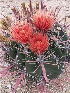 Young Barrel Cactus A young barrel cactus in bloom with last seasons fruit dried yet still attached. The dried fruit looks like miniature brown pineapples. You can also see how this specific cactus gets its name... "fishhook". Taken on a naked iPhone 6. Ferocactus wislizeni,Fishhook barrel cactus