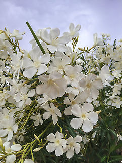 White Oleander A common flowering plant of SW Asia (presumed). This plant is poisonous to dogs and is banned from many US developed communities. Taken with a naked iPhone. Nerium,Nerium oleander