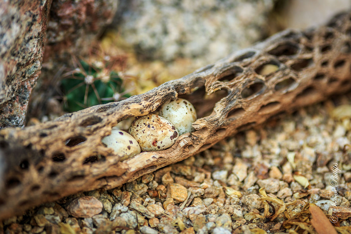 Quail Eggs in Hiding A group of quail eggs placed in a hallowed out Cholla cactus arm. Callipepla gambelii,Gambels quail
