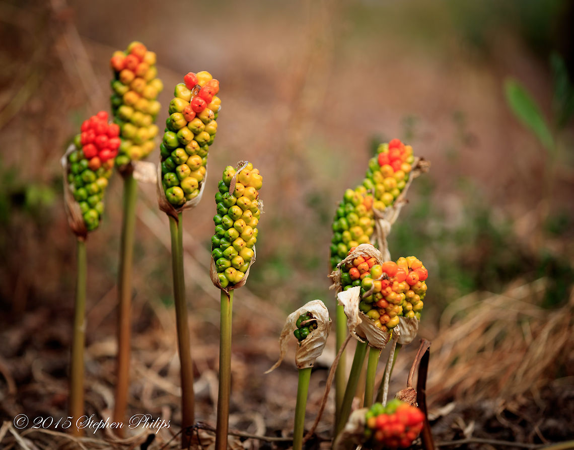 "Lords and Ladies" Not native to Oregon or the USA this poisonous berry is also known as Italian lords-and-ladies. Found wild on the forest floor in dense foliage. Mature plants have large broad leaves. Arum italicum,Italian lords-and-ladies