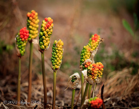 "Lords and Ladies" Not native to Oregon or the USA this poisonous berry is also known as Italian lords-and-ladies. Found wild on the forest floor in dense foliage. Mature plants have large broad leaves. Arum italicum,Italian lords-and-ladies
