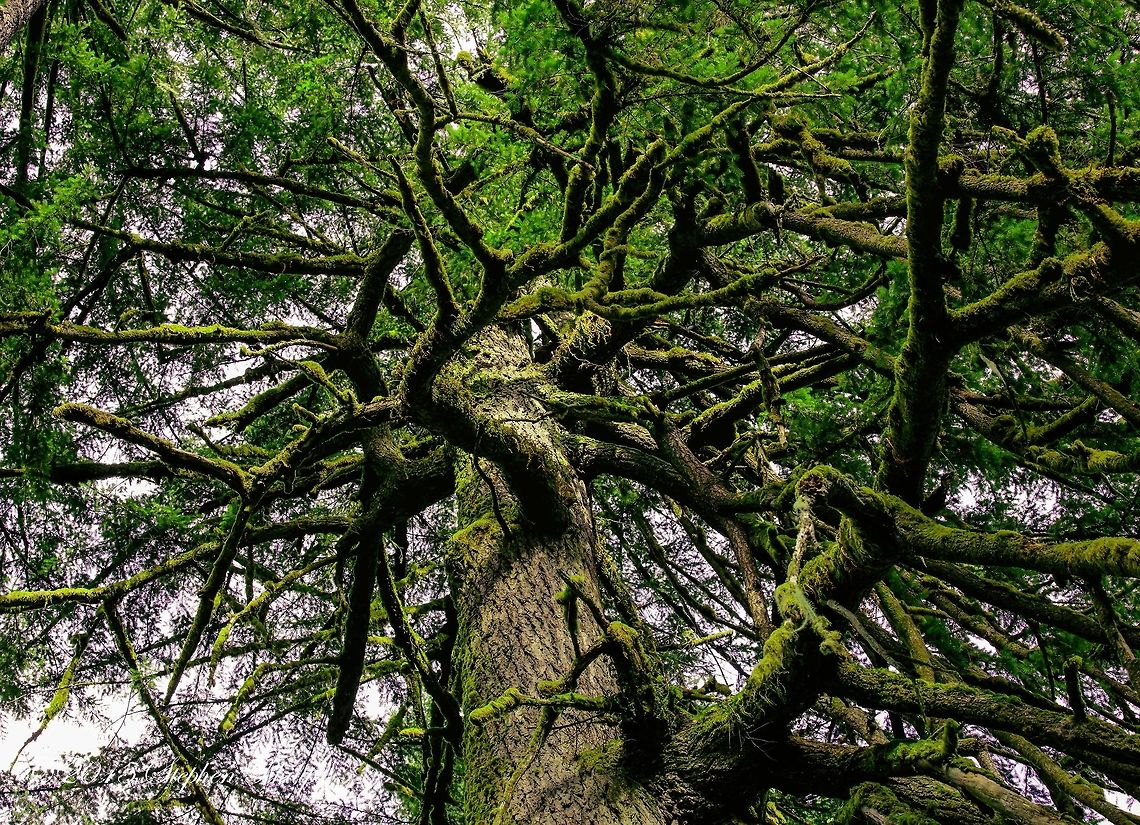 Douglas Fir (150+ yrs old) The douglas fir is the Oregon, USA state tree. It is abundant and can be several hundred years old. This tree sits alongside a river with heavy canopy which allows moss to grow on its branches.