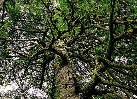 Douglas Fir (150+ yrs old) The douglas fir is the Oregon, USA state tree. It is abundant and can be several hundred years old. This tree sits alongside a river with heavy canopy which allows moss to grow on its branches.