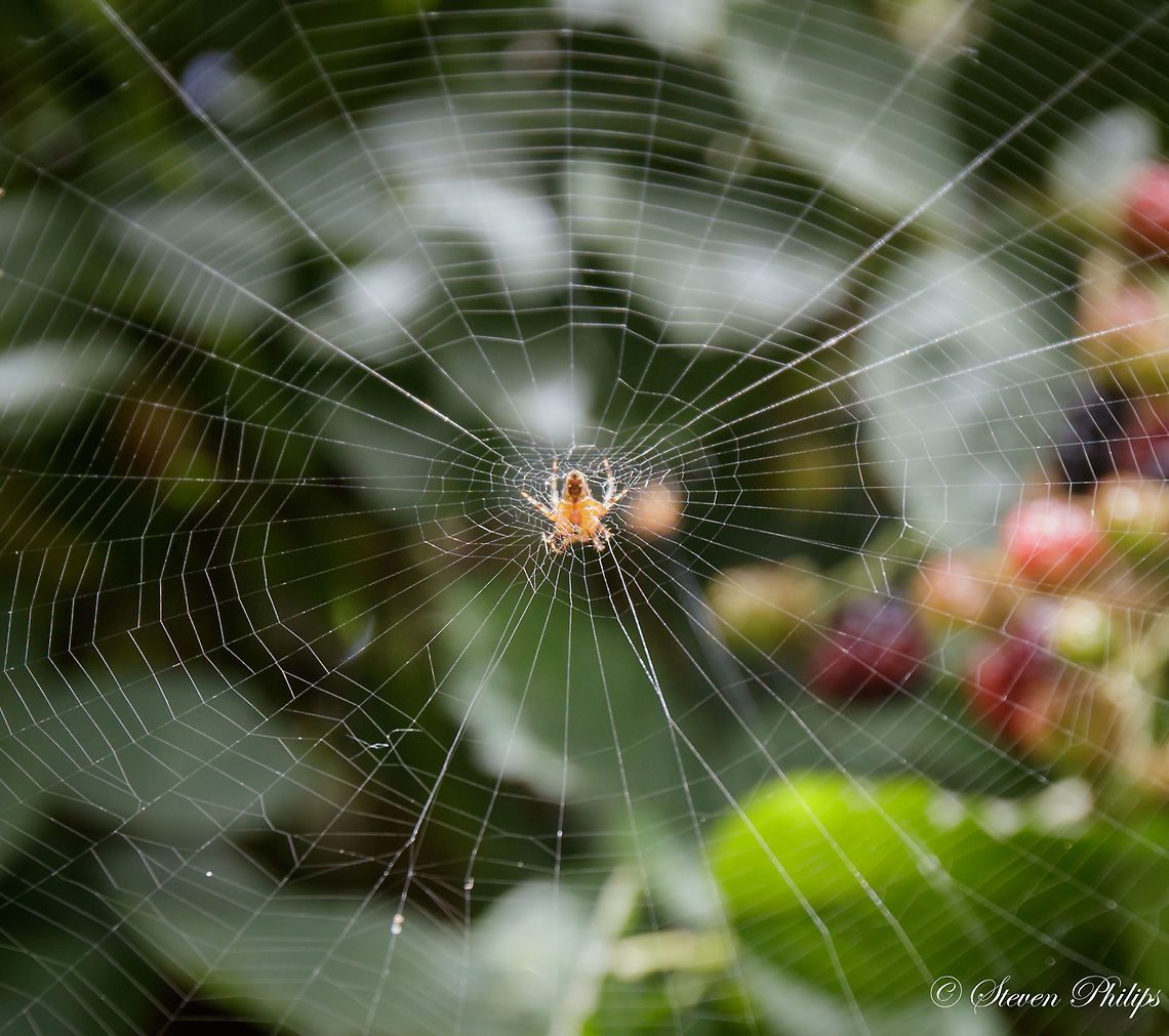 Tuftlegged Orbweaver or "Mangora placida" This web was spun in front of a blackberry bush perfectly in position to capture unassuming prey on their way to enjoying a fruitful meal.