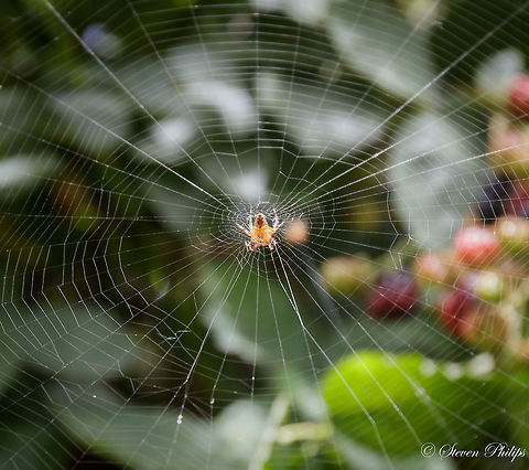 Tuftlegged Orbweaver or "Mangora placida" This web was spun in front of a blackberry bush perfectly in position to capture unassuming prey on their way to enjoying a fruitful meal.