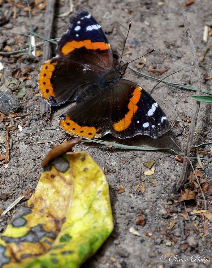 Vanessa Atalanta Admiral cooling off on the sandy beach near a creek in Oregon during a long heat wave. Red Admiral,Vanessa atalanta