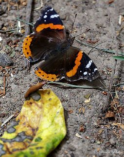 Vanessa Atalanta Admiral cooling off on the sandy beach near a creek in Oregon during a long heat wave. Red Admiral,Vanessa atalanta