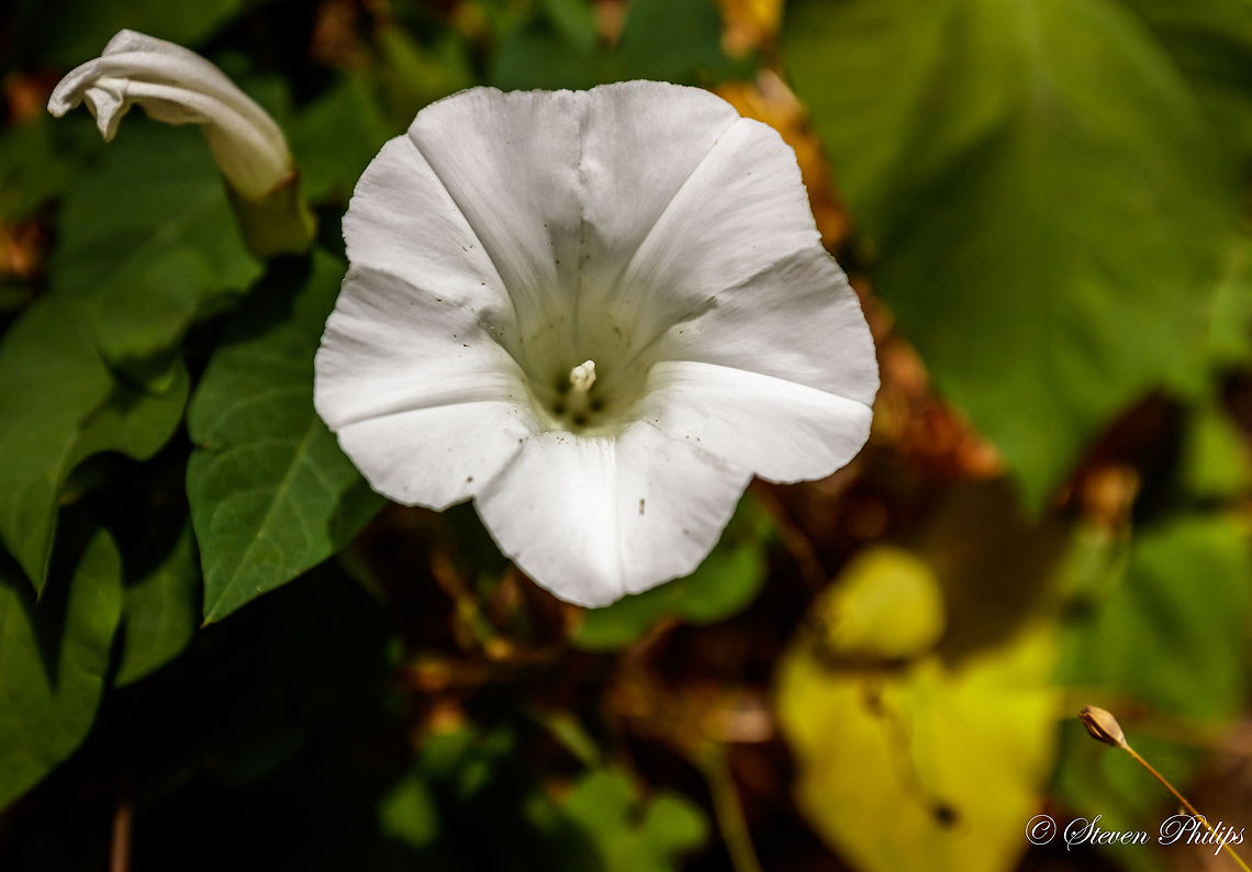 Bindweed A very common weed that gets several "flowery" nicknames such as Rutland beauty, bugle vine, heavenly trumpets, and bellbind. People just need to accept weeds for weeds! :-) Calystegia sepium